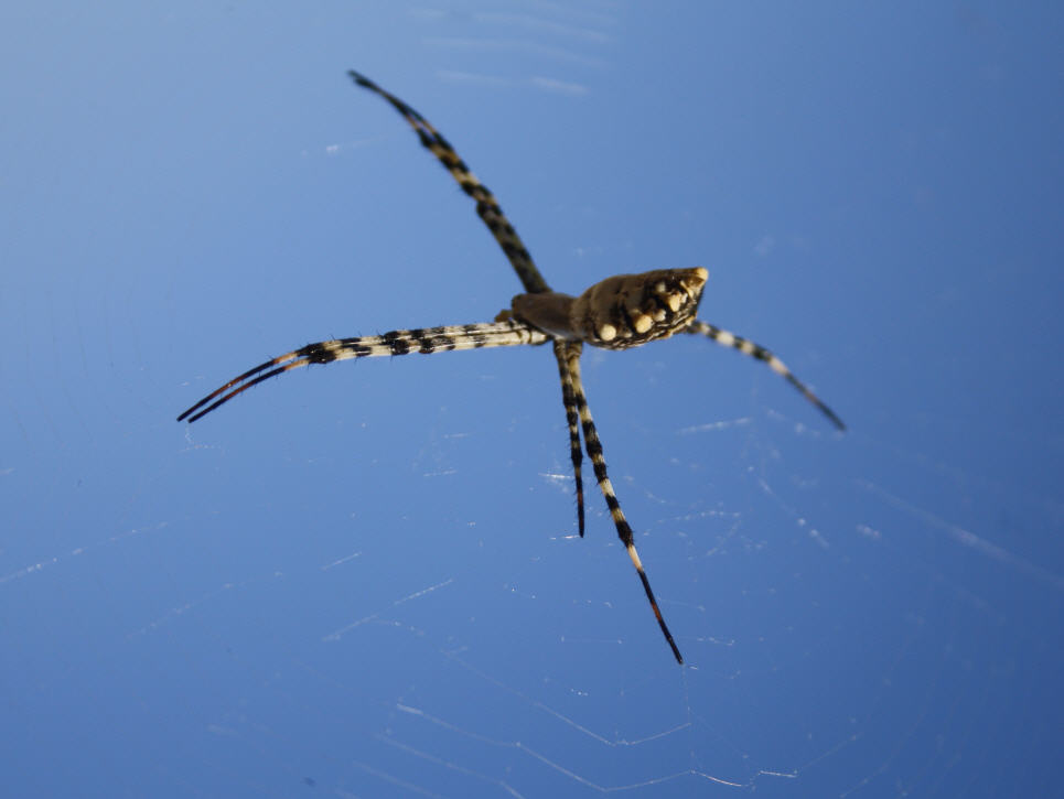 Argiope lobata